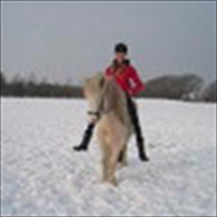 Islænder Sif fra sdr. Marken - Sne! billede 9