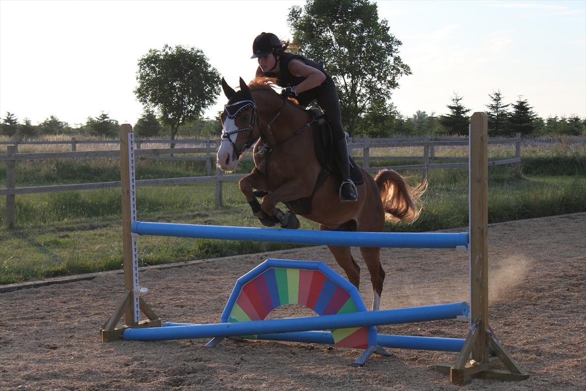 Anden særlig race Webster muss <3 - (19)
Spring træning hjemme hos springtrænern i sommerferien år 2011 billede 19