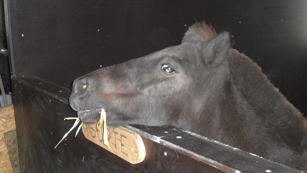 Anden særlig race Sorte - sorte da hun kom i i sin nybyggede boks billede 1