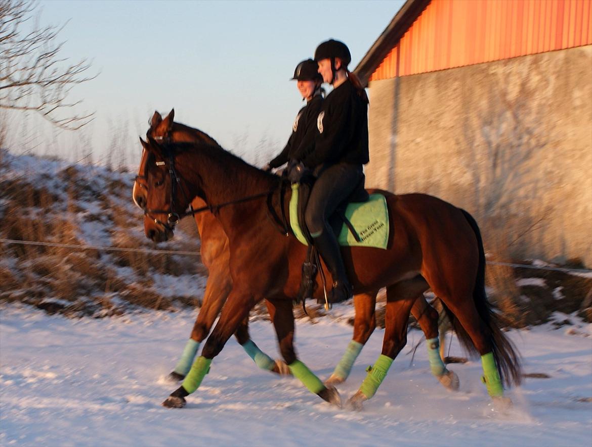Dansk Varmblod Coffee Cup - Pas de deux træning men Kathrine og Madame billede 11