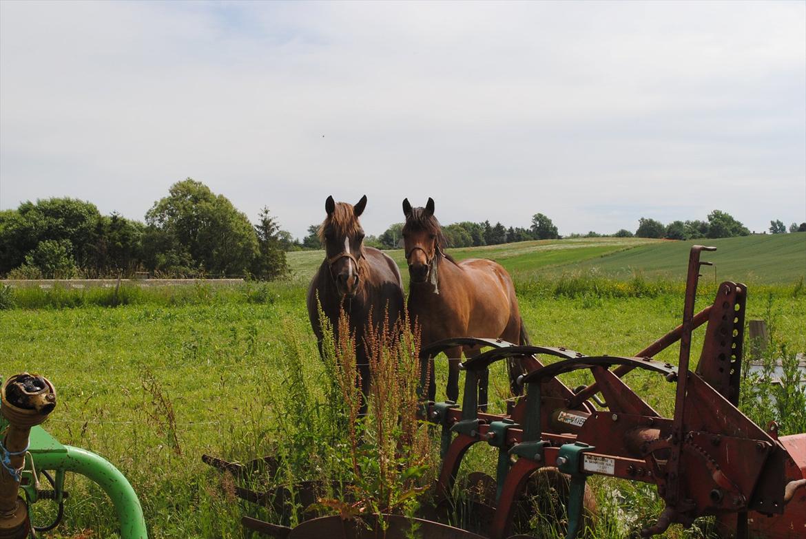 Anden særlig race Molly<3* tidligere  part  billede 15