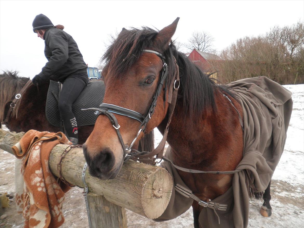 Anden særlig race Molly<3* tidligere  part  billede 16