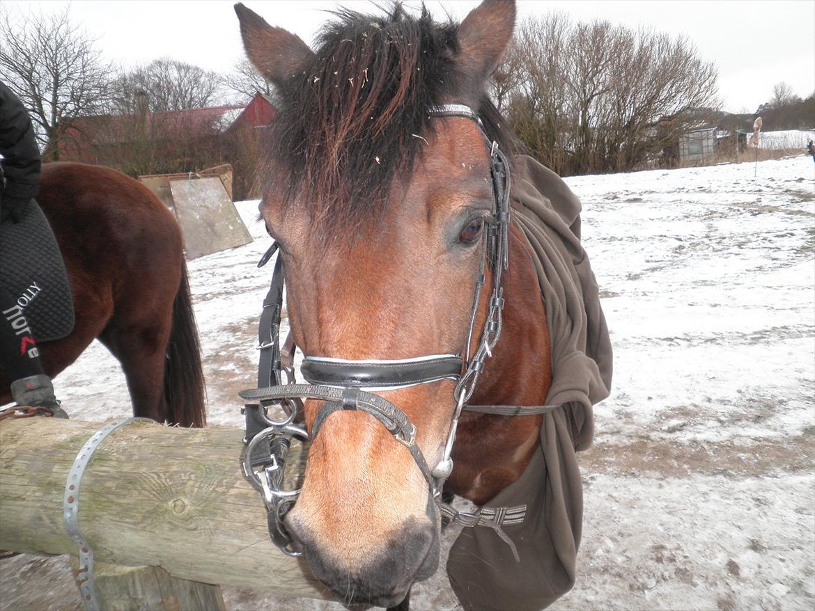 Anden særlig race Molly<3* tidligere  part  billede 17