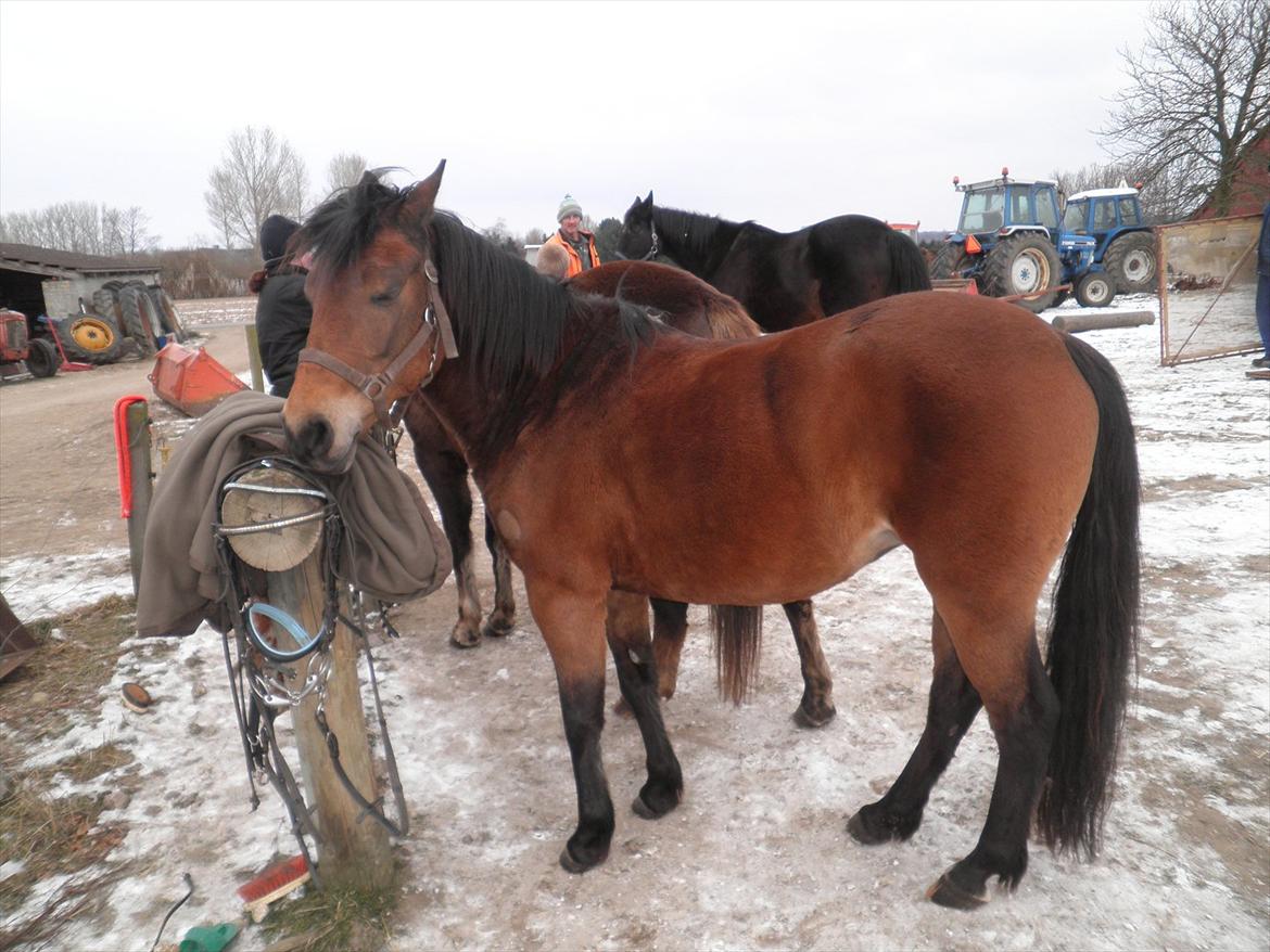 Anden særlig race Molly<3* tidligere  part  billede 19