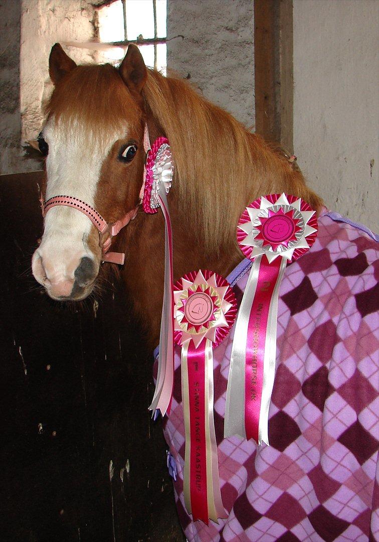 Welsh Mountain (sec A) Mosegaard's Surprice - Smukkepigen d 15/2-2012 - uhh man er hot med sine nye udstyr :-) billede 1