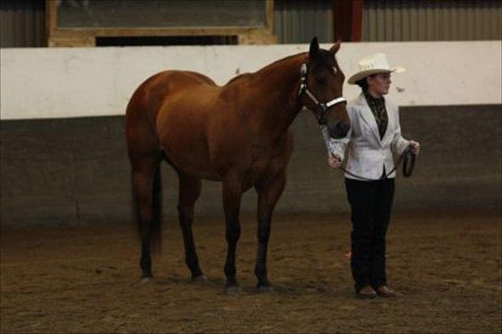 Quarter Our Mr San Fritz - Fynsmesterskab 2011
Trail at halter billede 15