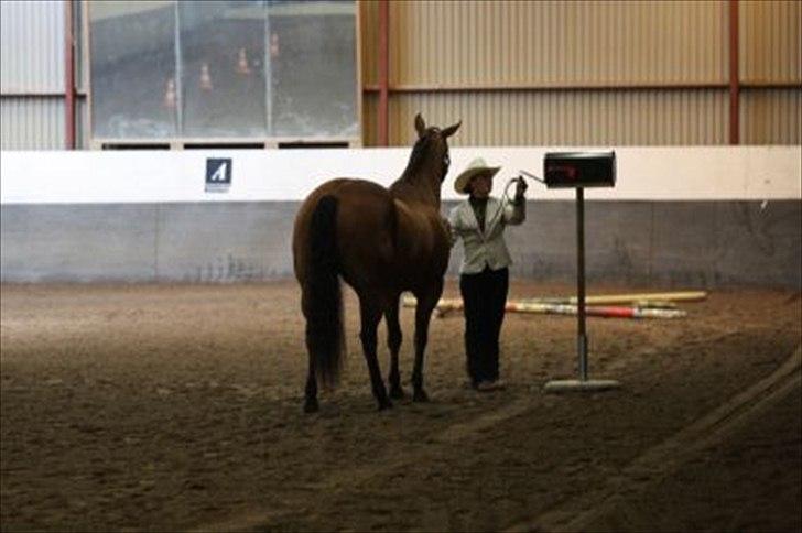 Quarter Our Mr San Fritz - Fynsmesterskab 2011 billede 16