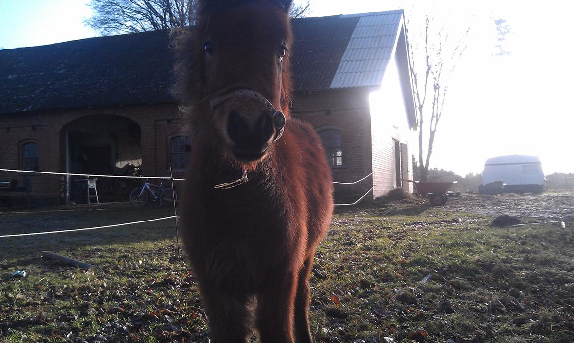 Anden særlig race Zeus billede 12