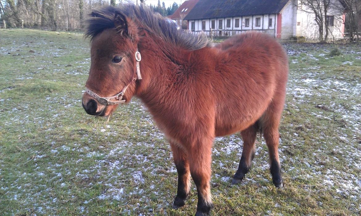 Anden særlig race Zeus billede 13