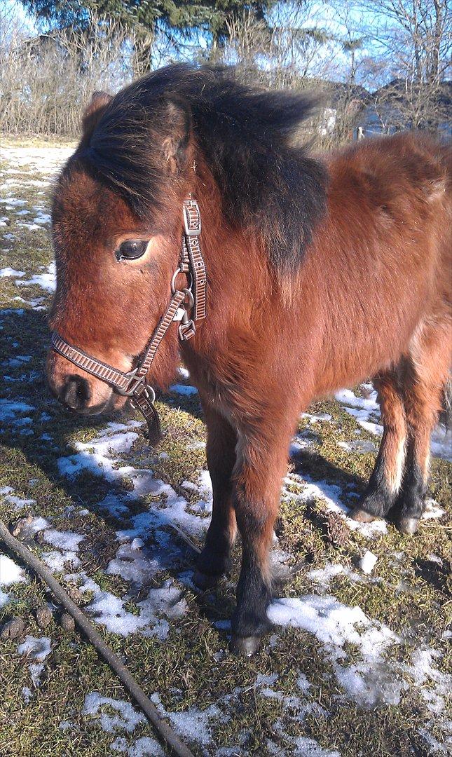 Anden særlig race Zeus billede 14