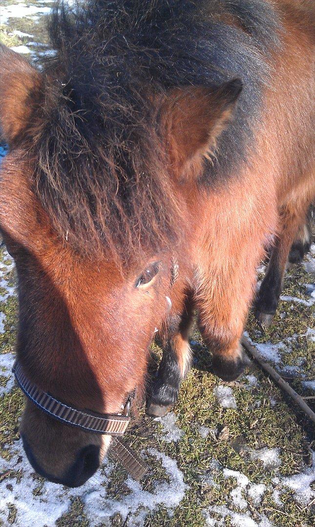 Anden særlig race Zeus billede 15