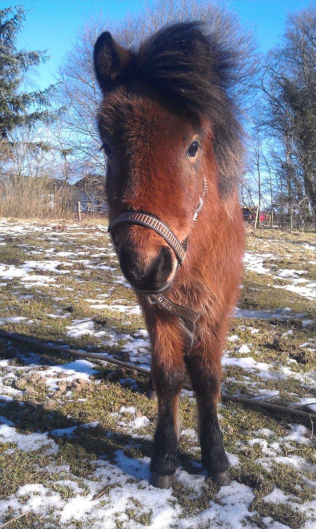 Anden særlig race Zeus billede 1