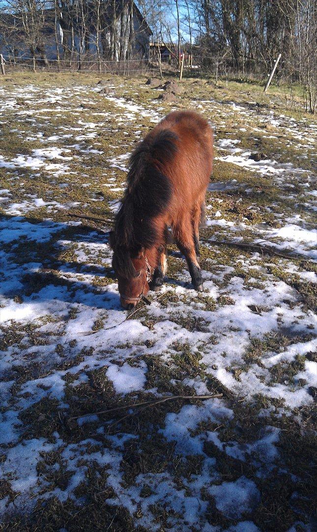 Anden særlig race Zeus billede 16