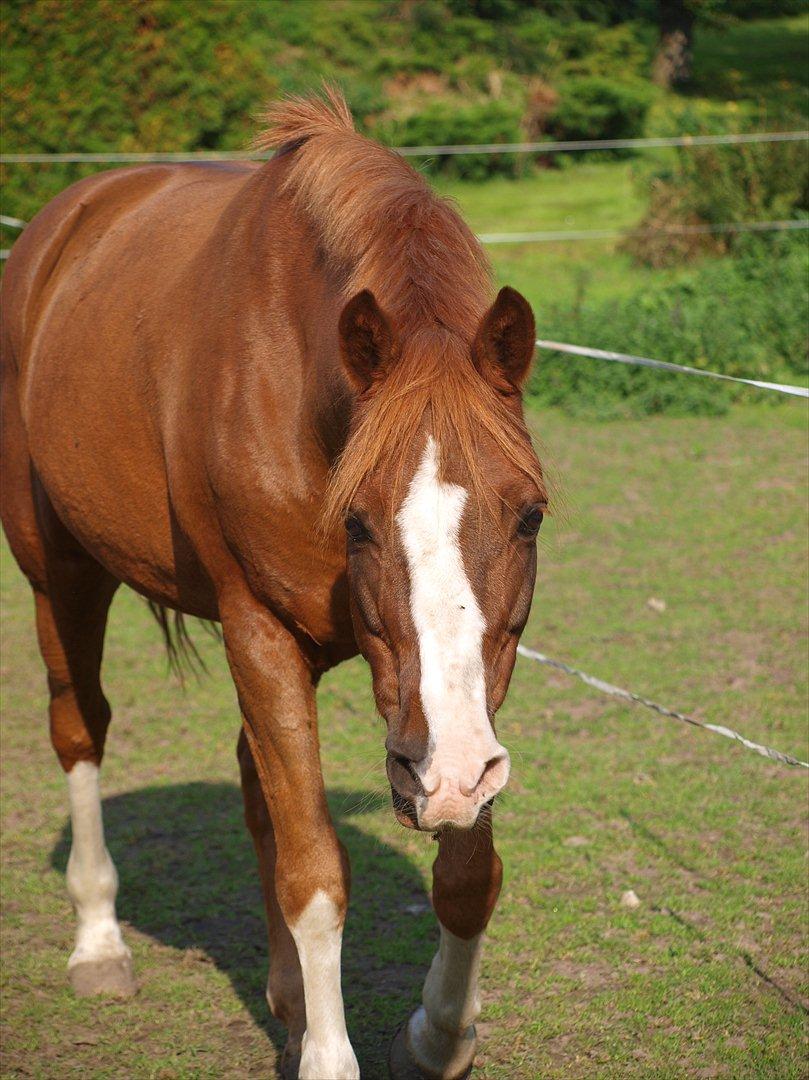 DSP Fan dango A.M  billede 16