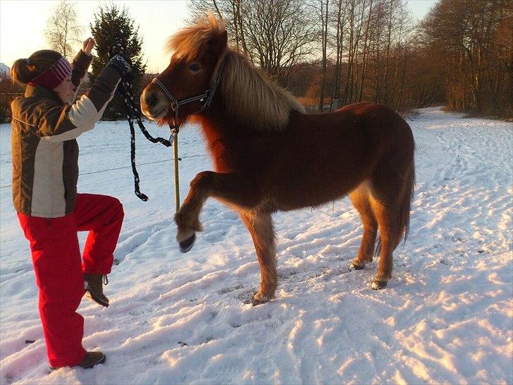 Islænder Asdis fra Selsø billede 4