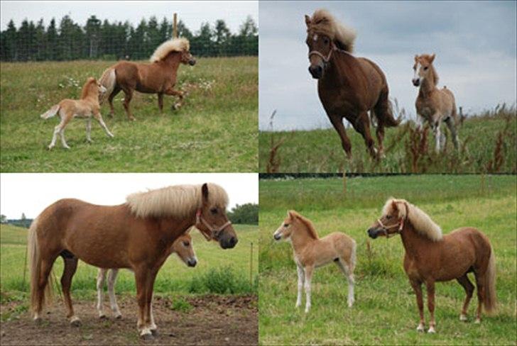 Islænder Asdis fra Selsø - Asdis med sit føl<3 billede 5