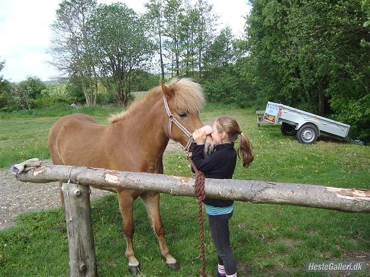 Islænder Asdis fra Selsø - Da, havde jeg næsten lige fået hende :-) billede 6