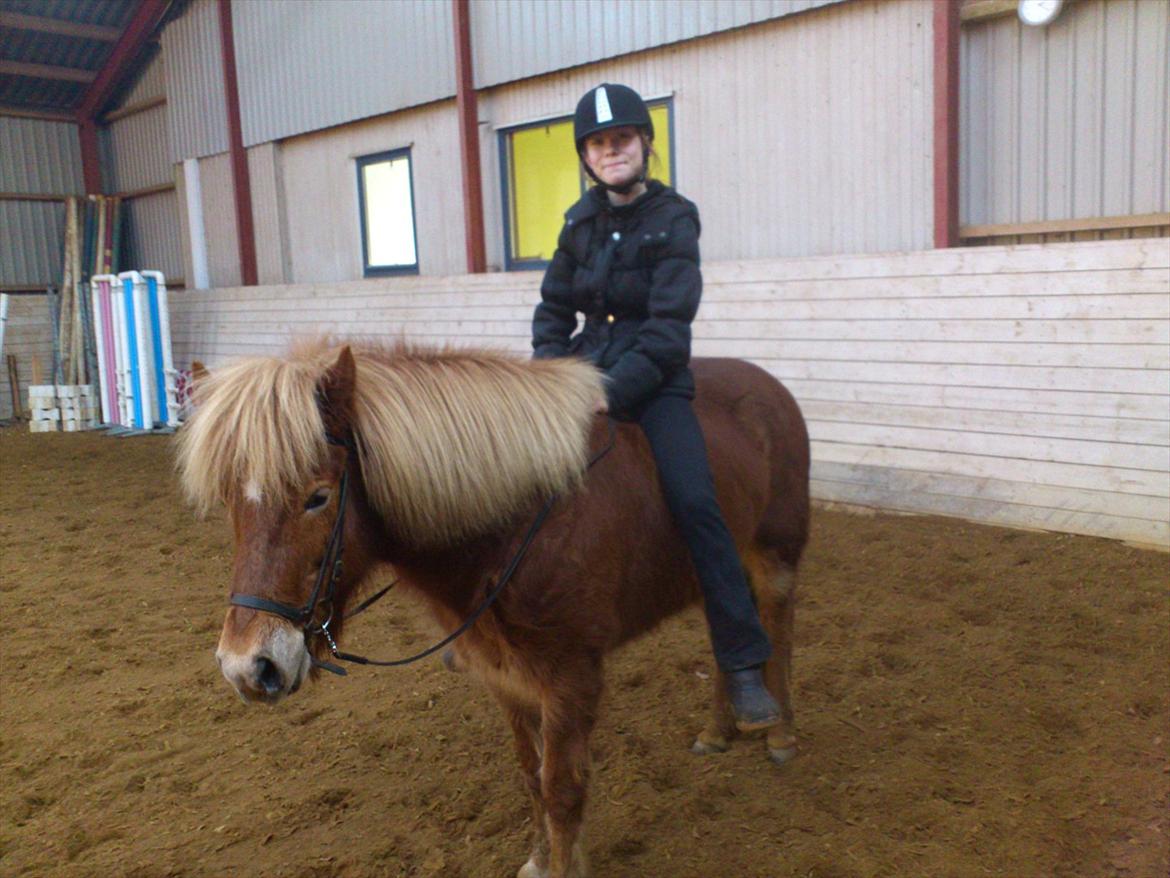 Islænder Asdis fra Selsø billede 8