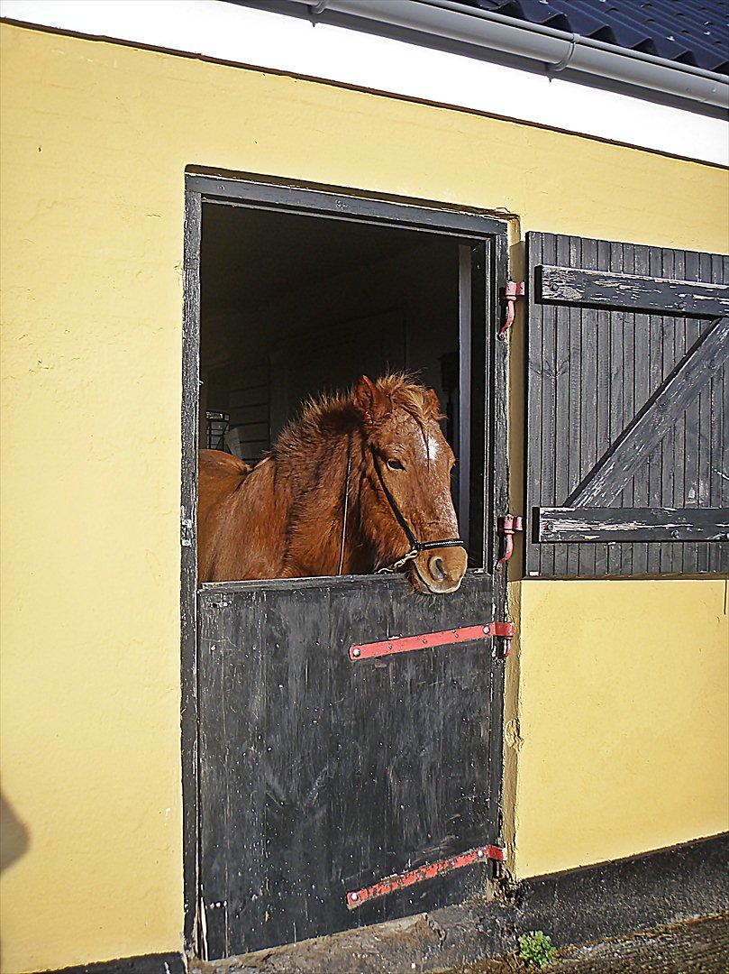 Islænder BLOSSI FLINTERUP - Velkommen til Blossens profil! 
Enjoy!
Efterår 2011 billede 1