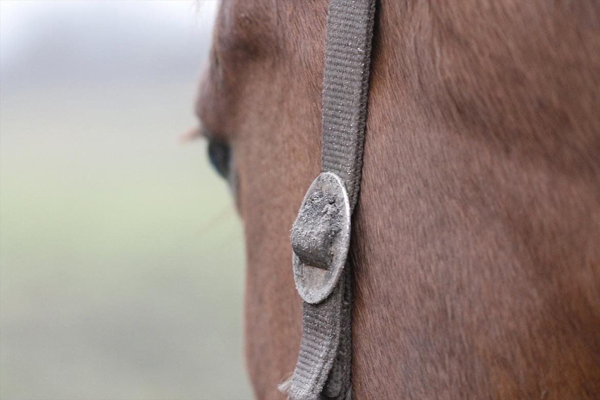 Anden særlig race Aros »Stjernen! - Aner ikke længere hvad fremtiden bringer mellem os. Det eneste jeg ved at jeg elsker dig! billede 19