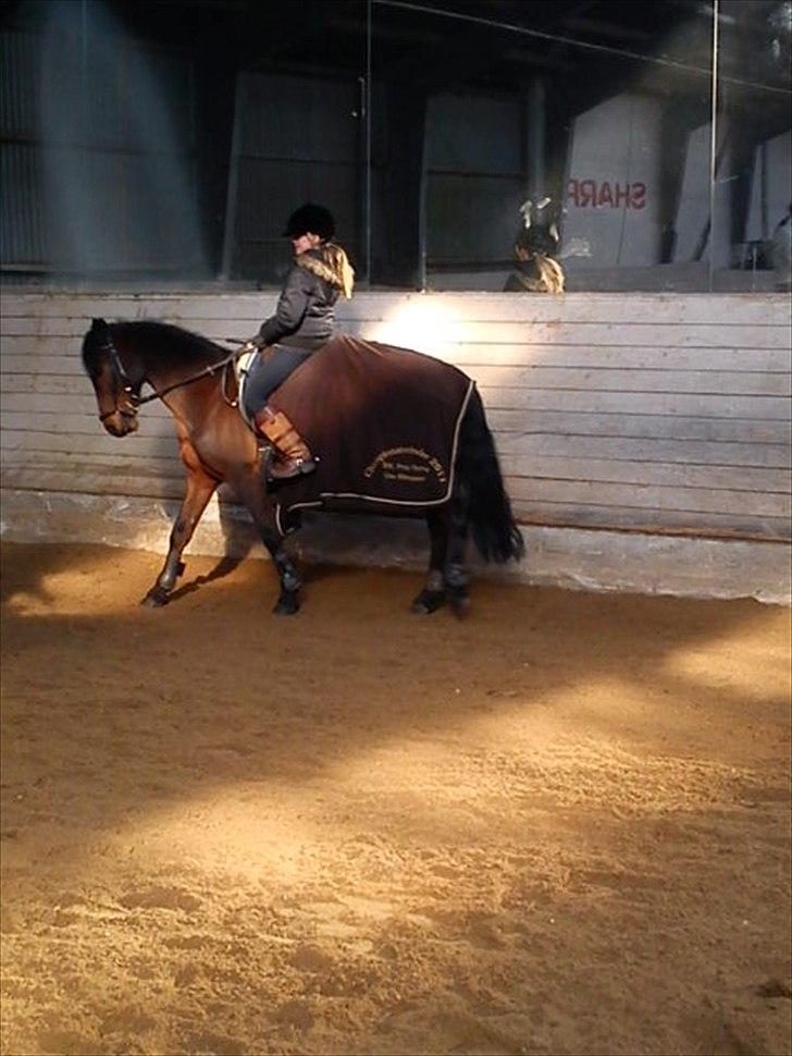 Hollandsk Sportspony Tin tin billede 13