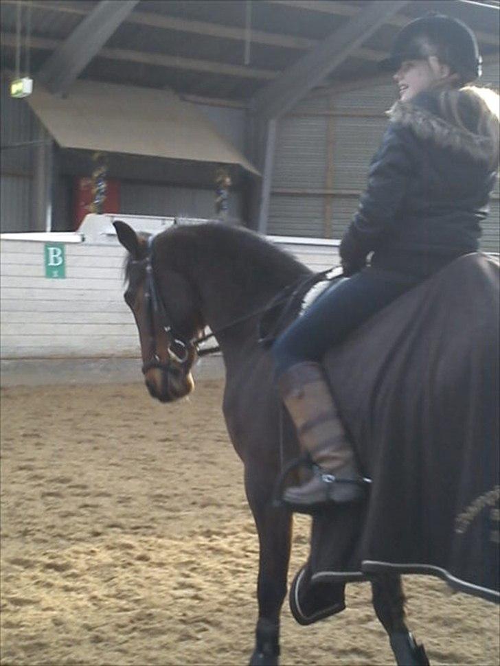 Hollandsk Sportspony Tin tin billede 10