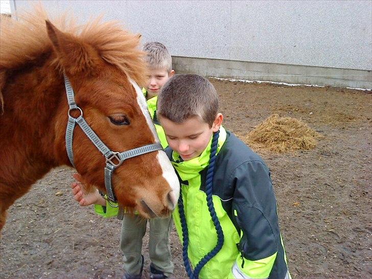 Anden særlig race Nice Surprice - Se mig Tristan, er jeg ikke kær? billede 8