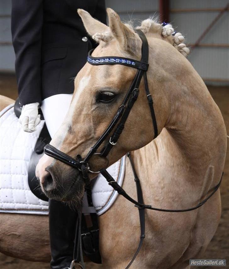 Anden særlig race WILD SECRET. BLINKENDE STJERNE - Du opnår ikke ægte kærlighed ved at finde den perfekte partner, men ved at lære at forstå den mindre perfekte partner perfekt! billede 4