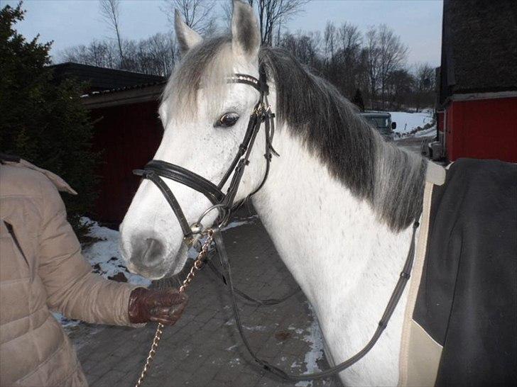 Anden særlig race kastaniegårdens Desiree billede 13