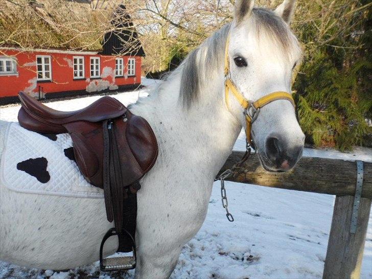 Anden særlig race kastaniegårdens Desiree billede 16