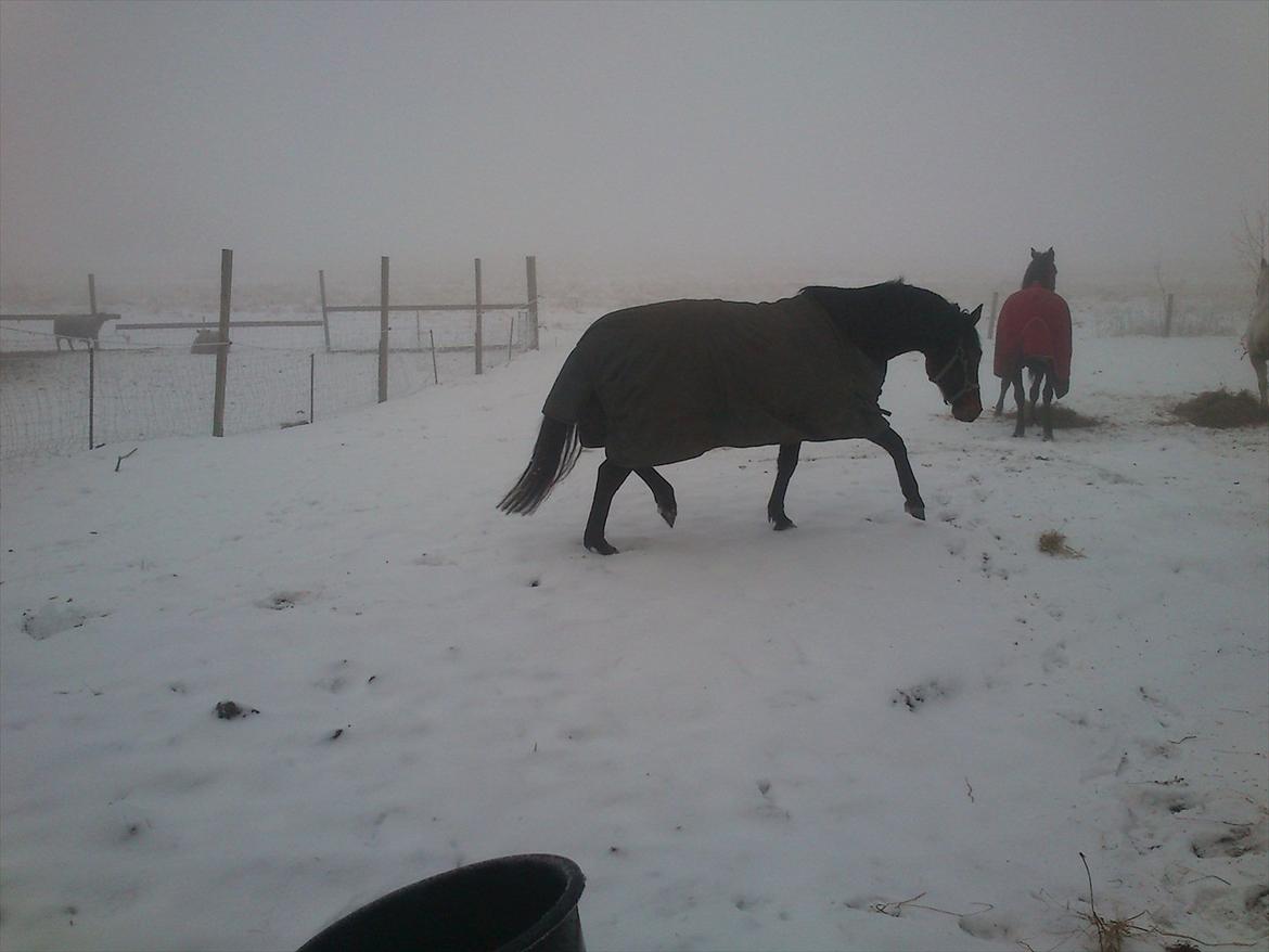 Traver No Joe billede 3