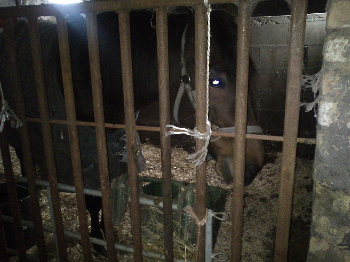 Traver No Joe billede 4