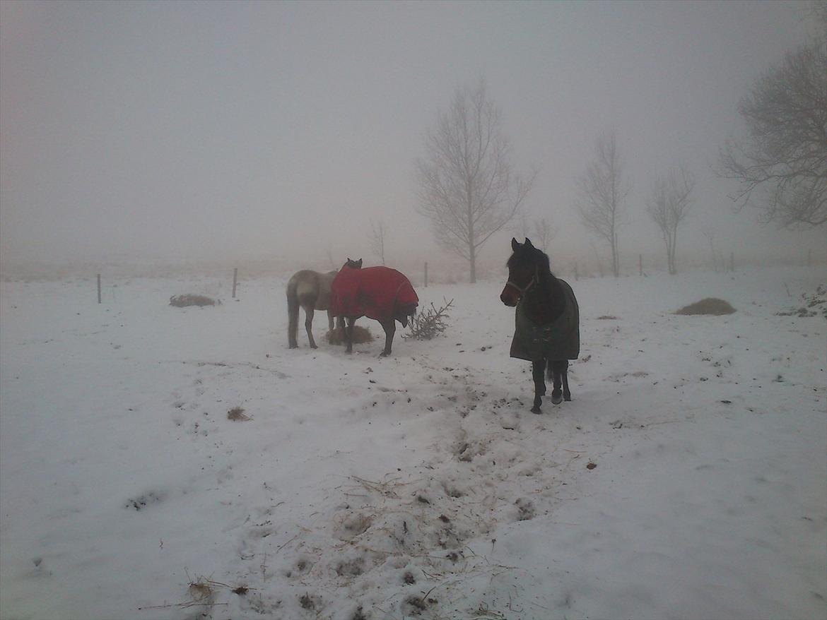 Traver No Joe billede 5