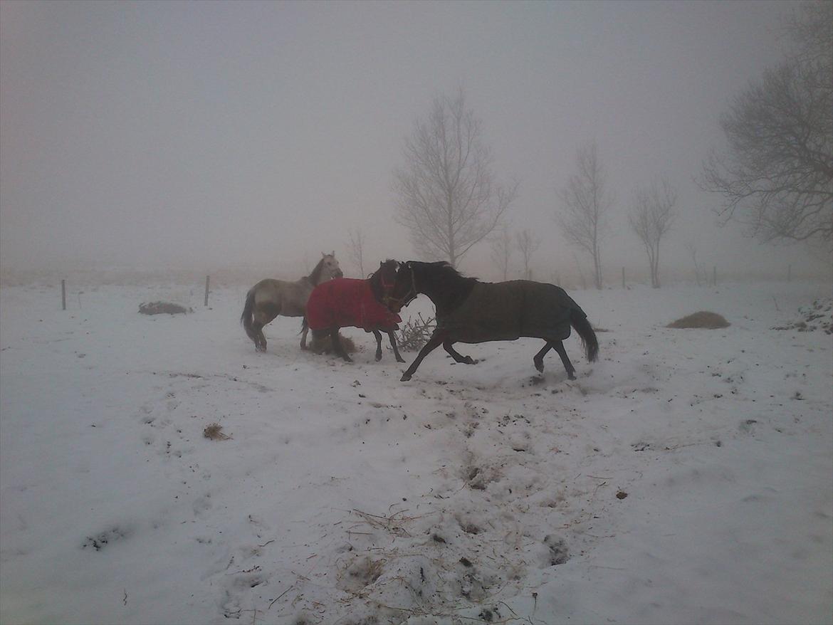 Traver No Joe billede 6