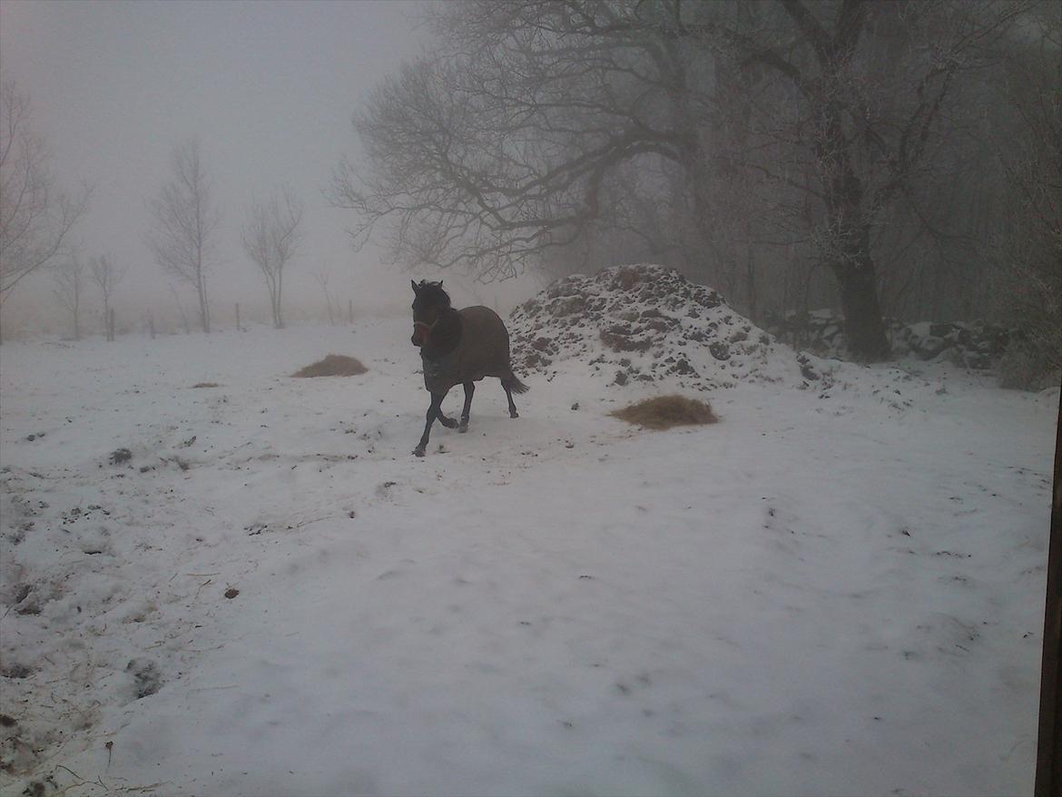 Traver No Joe billede 7