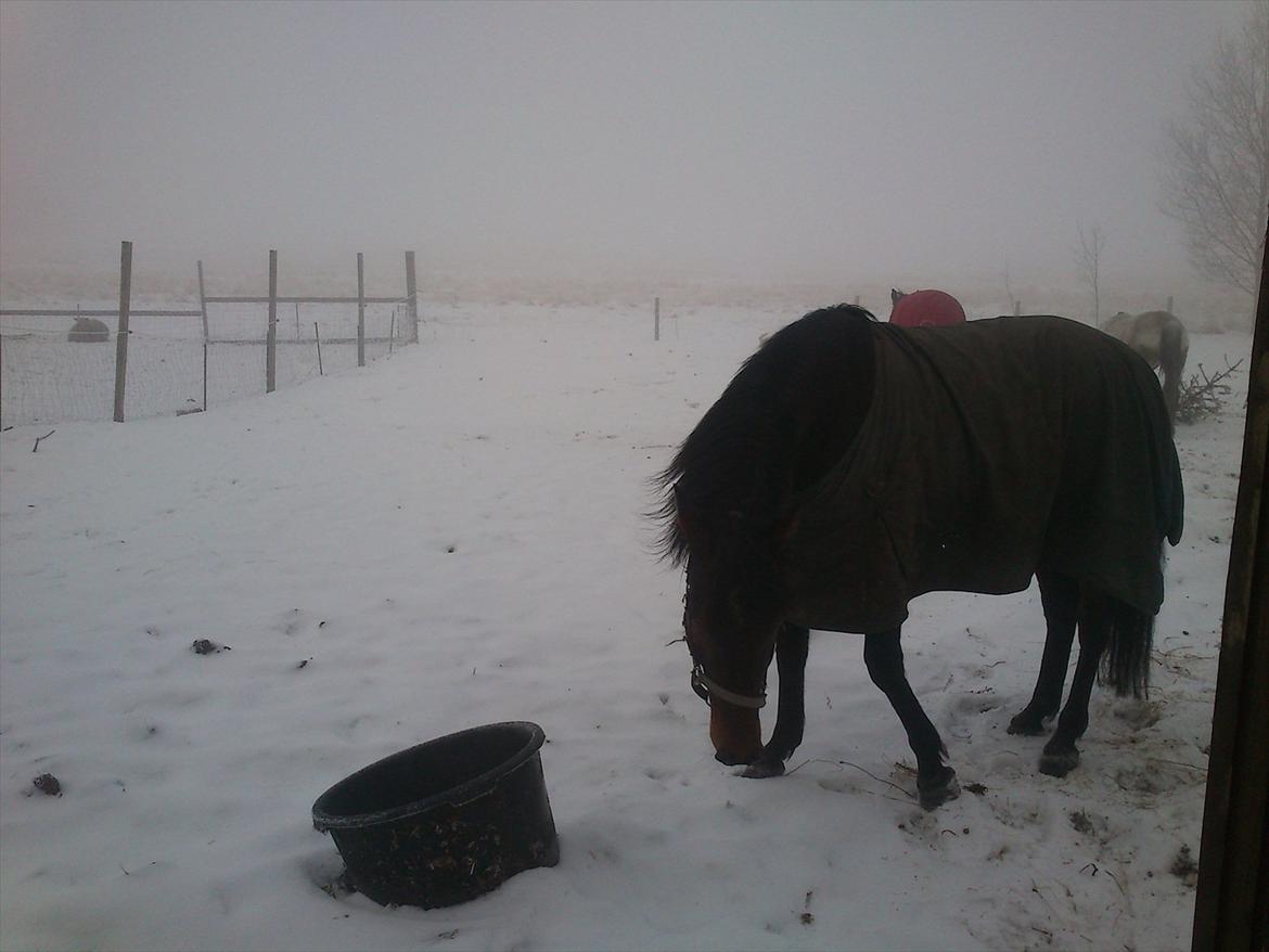 Traver No Joe billede 9