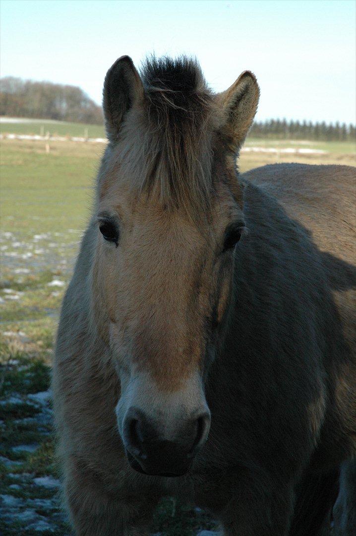 Fjordhest Ronja Kaptain  - NYT... Smukke Ronja<3
Foto: Camilla Schaldemose billede 20