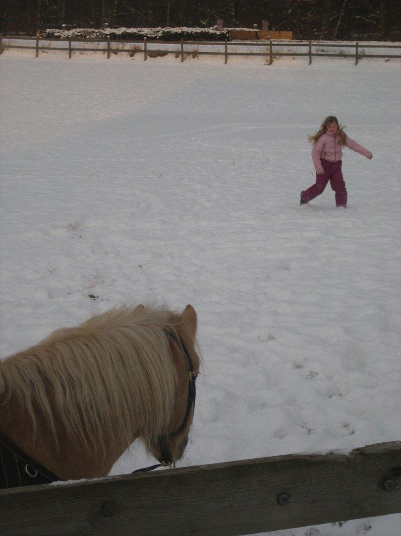 Welsh Mountain (sec A) Sjaik billede 3