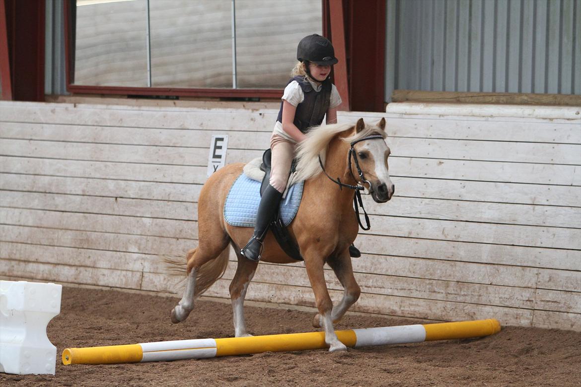Welsh Mountain (sec A) Sjaik billede 9