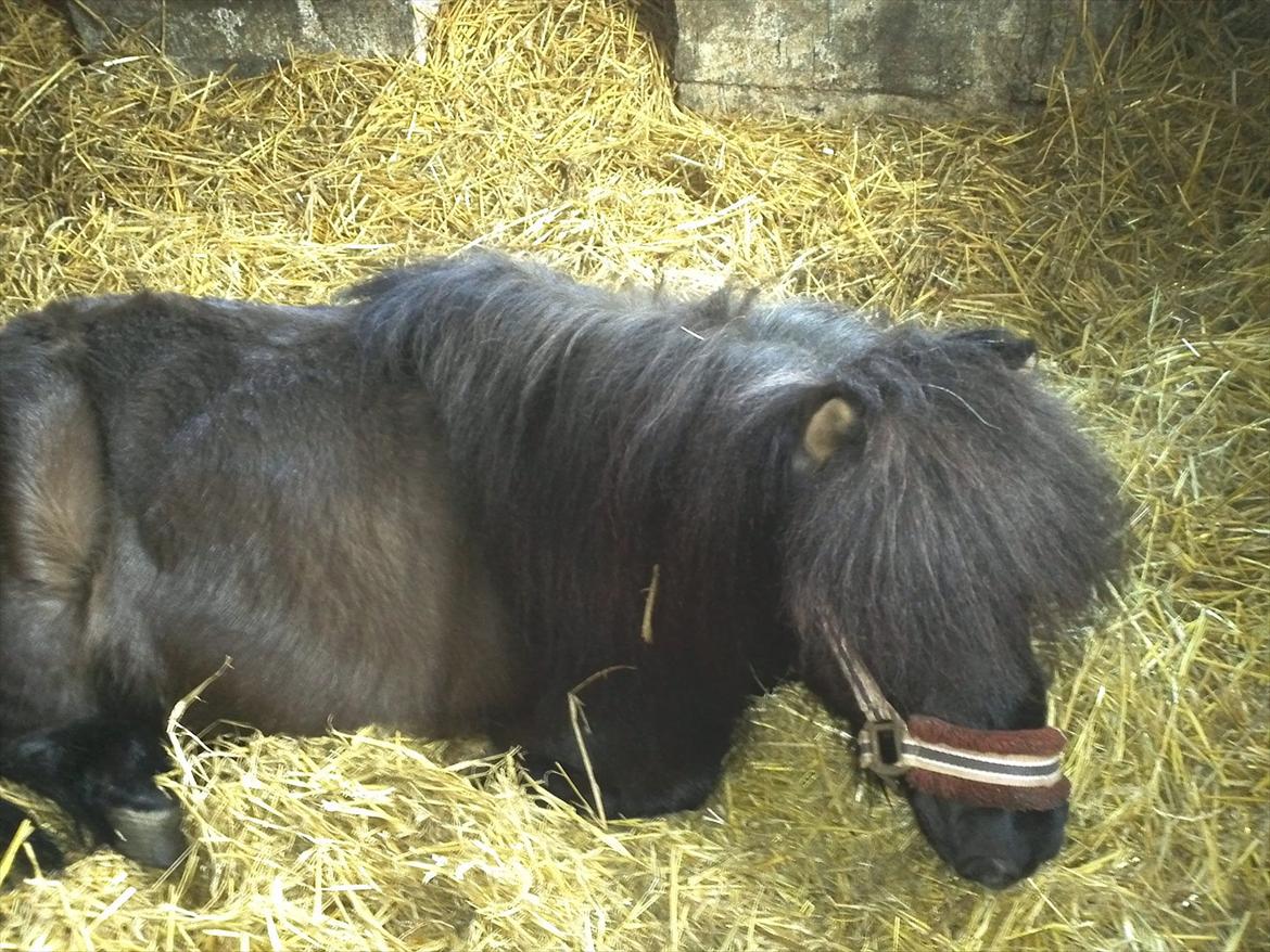 Shetlænder Goliath The Terminator - Velkommen til min bedste vens profil <3 billede 1