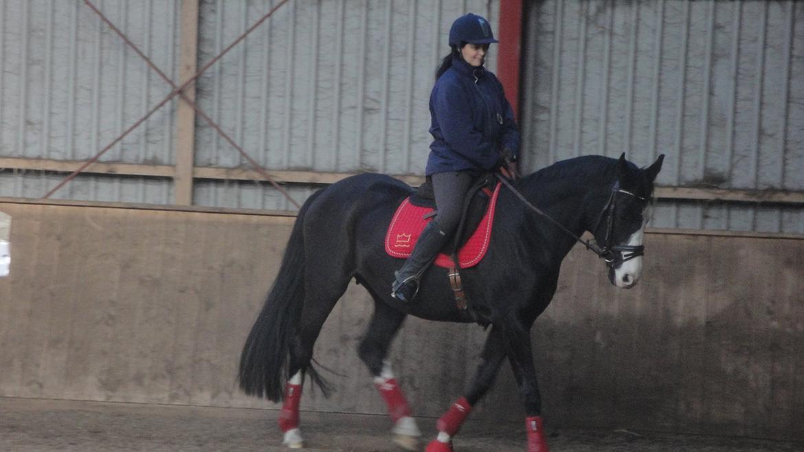 Dansk Varmblod Nelly Møllegård billede 1