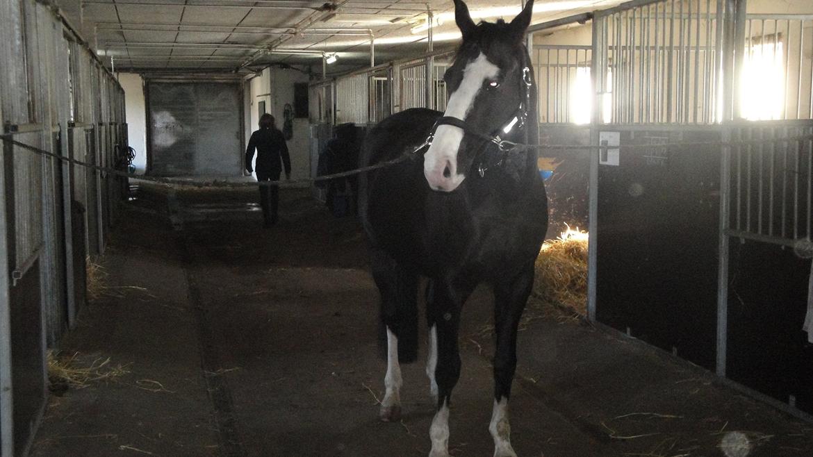 Dansk Varmblod Nelly Møllegård billede 2