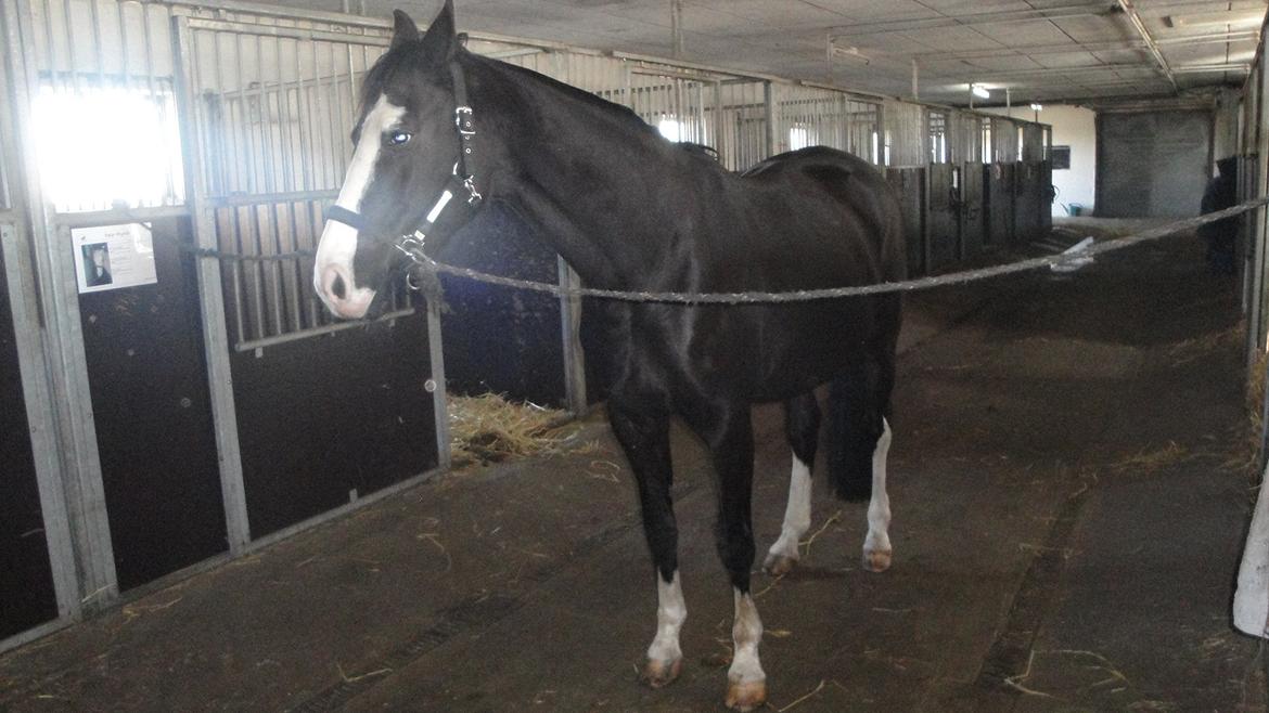 Dansk Varmblod Nelly Møllegård billede 3