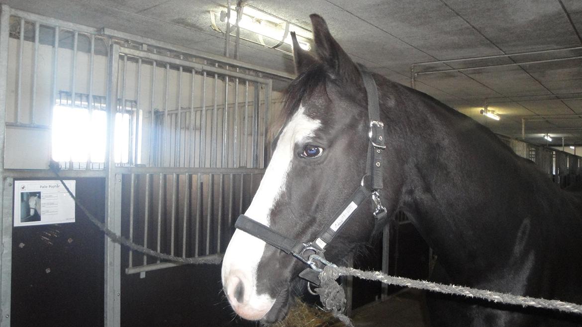 Dansk Varmblod Nelly Møllegård billede 4