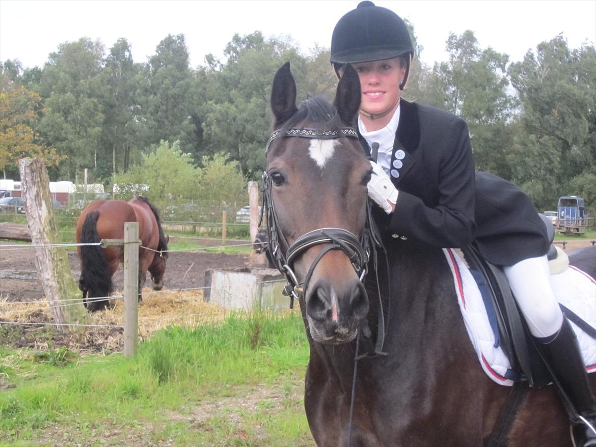 Welsh Cob (sec D) Vlietstede Brilliant Idris - Til stævne nede på højris på idris:-) billede 16