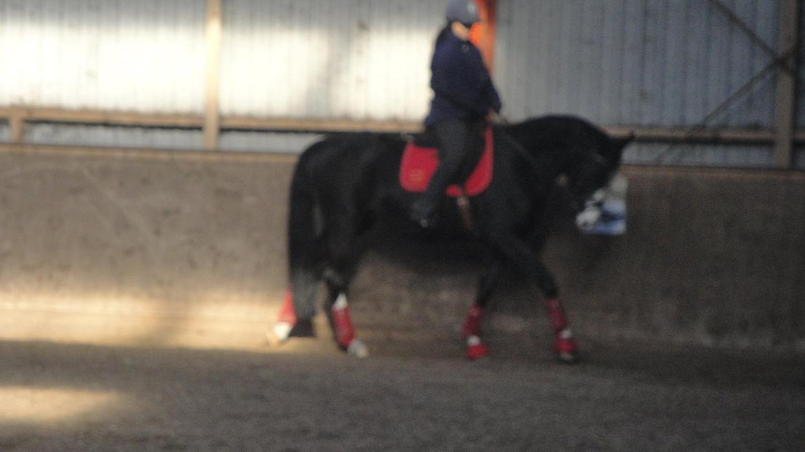 Dansk Varmblod Nelly Møllegård billede 5