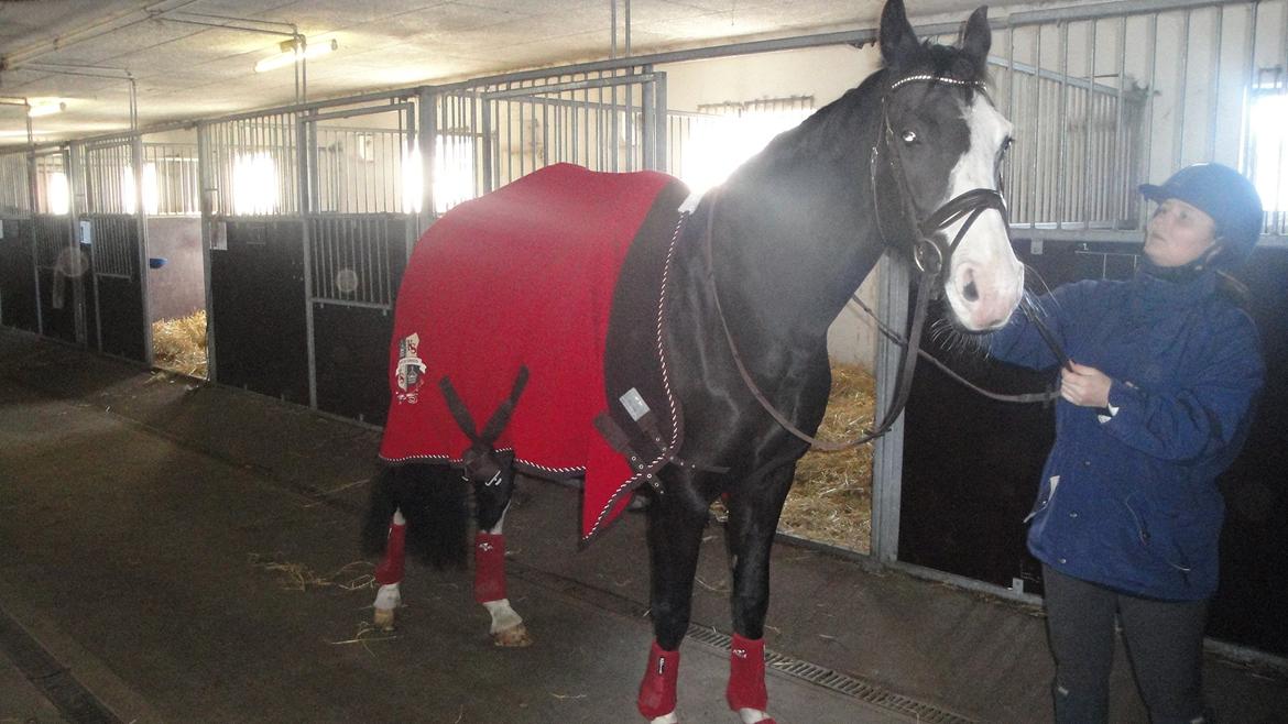 Dansk Varmblod Nelly Møllegård billede 6