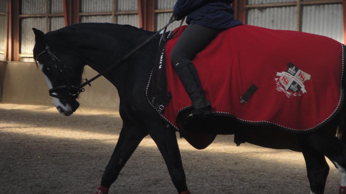 Dansk Varmblod Nelly Møllegård billede 7