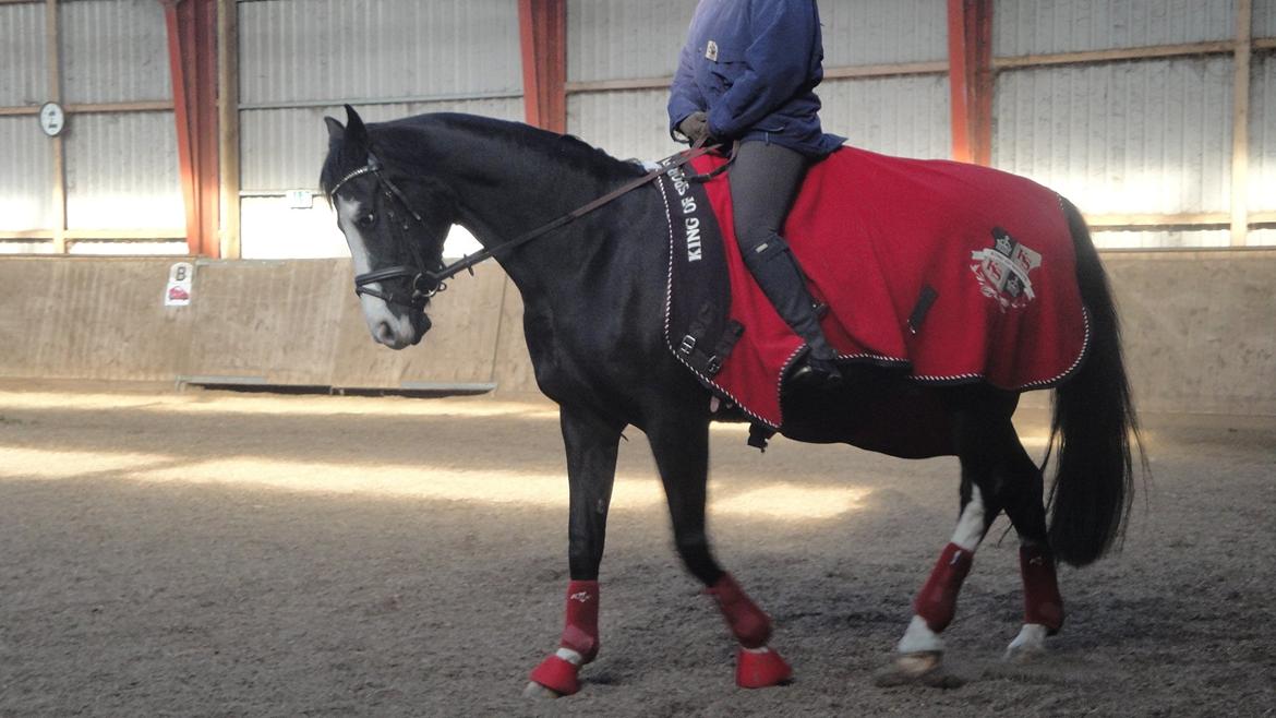 Dansk Varmblod Nelly Møllegård billede 8