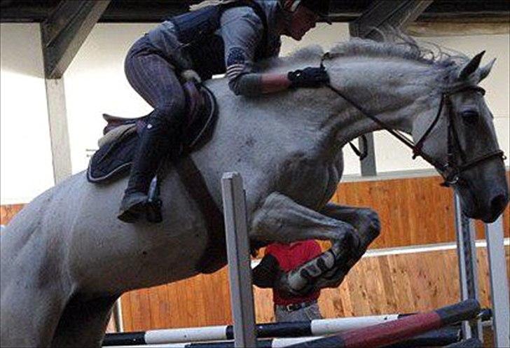 Dansk Varmblod LORETTA - Springtræning v. Johnny Hansen billede 13